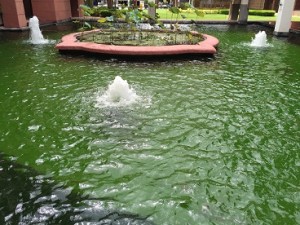 Koi pond infested with algae